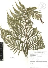 Macrothelypteris torresiana image